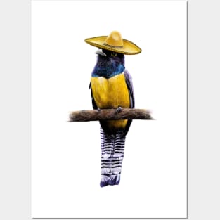 Violaceous trogon Posters and Art